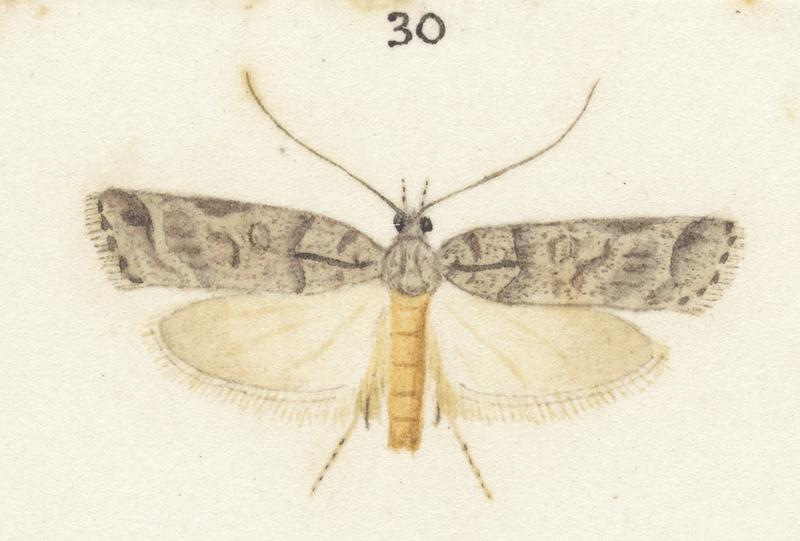 Plate XXV. The butterflies and moths of New Zealand.