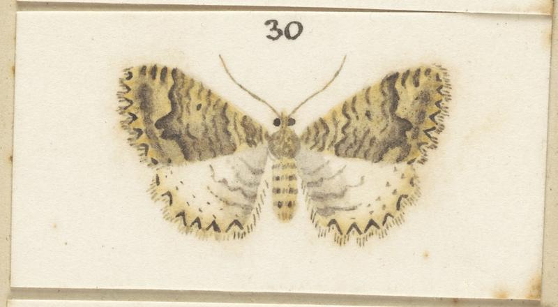 Fig 30. Plate XXXVIII. Female Austrocidaria prionota . The butterflies and moths of New Zealand.