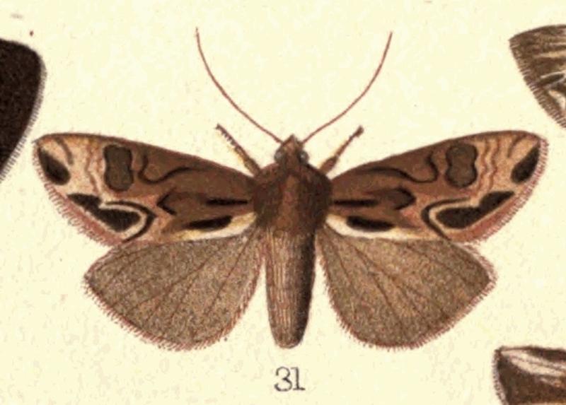 Fig 31 Plate IV New Zealand Moths and Butterflies (1898) (cropped)