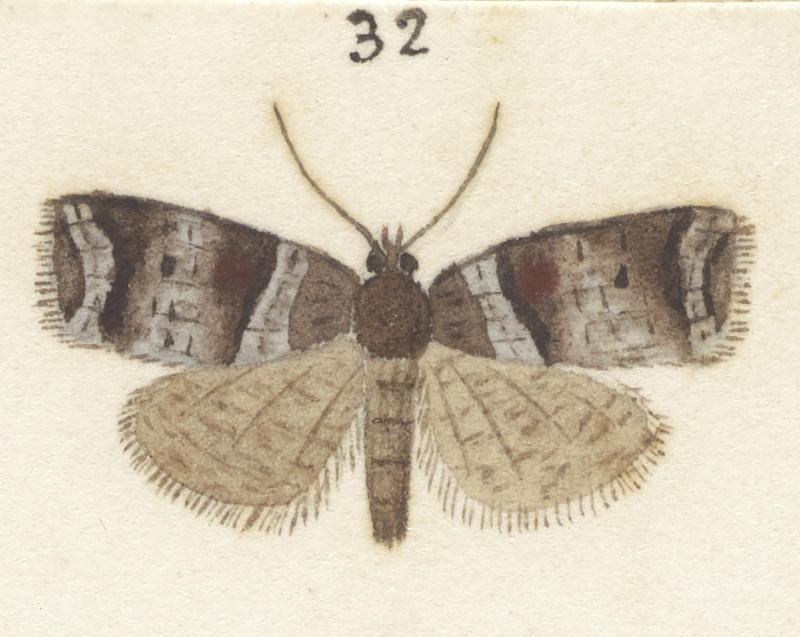 Plate XXV. The butterflies and moths of New Zealand.