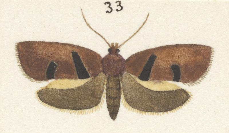 Plate XXV. The butterflies and moths of New Zealand.