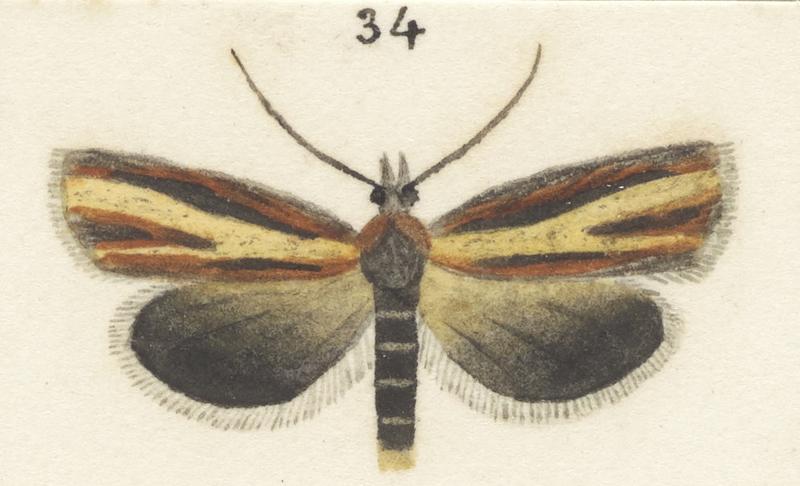 Plate XXV. The butterflies and moths of New Zealand.