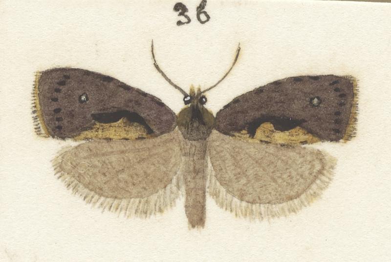 Plate XXV. The butterflies and moths of New Zealand.