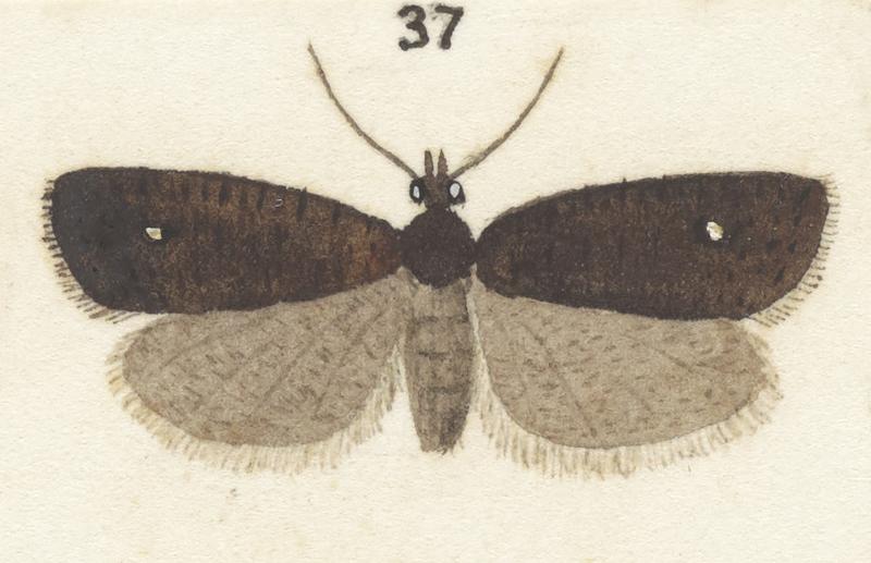 Plate XXV. The butterflies and moths of New Zealand.