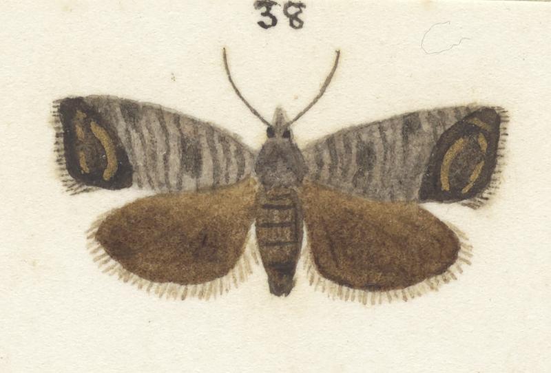 Plate XXV. The butterflies and moths of New Zealand.