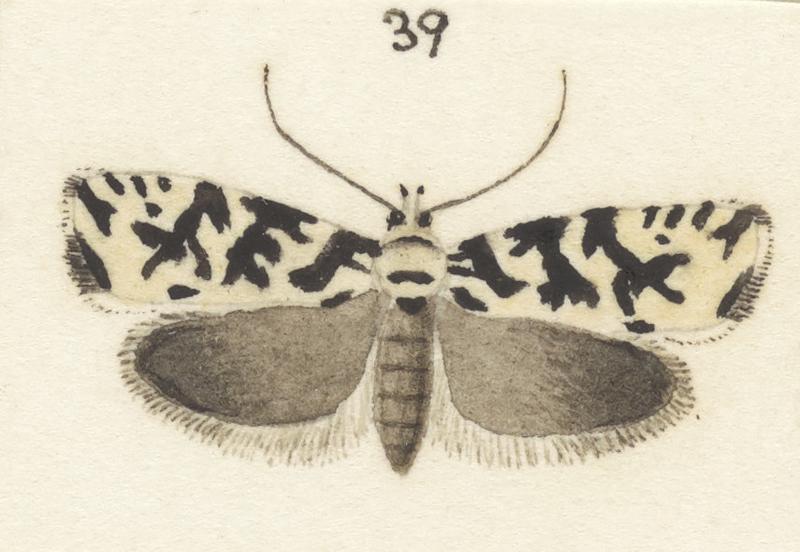 Plate XXV. The butterflies and moths of New Zealand.