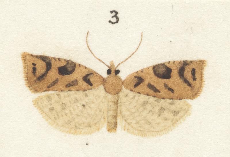 Plate XXV. The butterflies and moths of New Zealand.