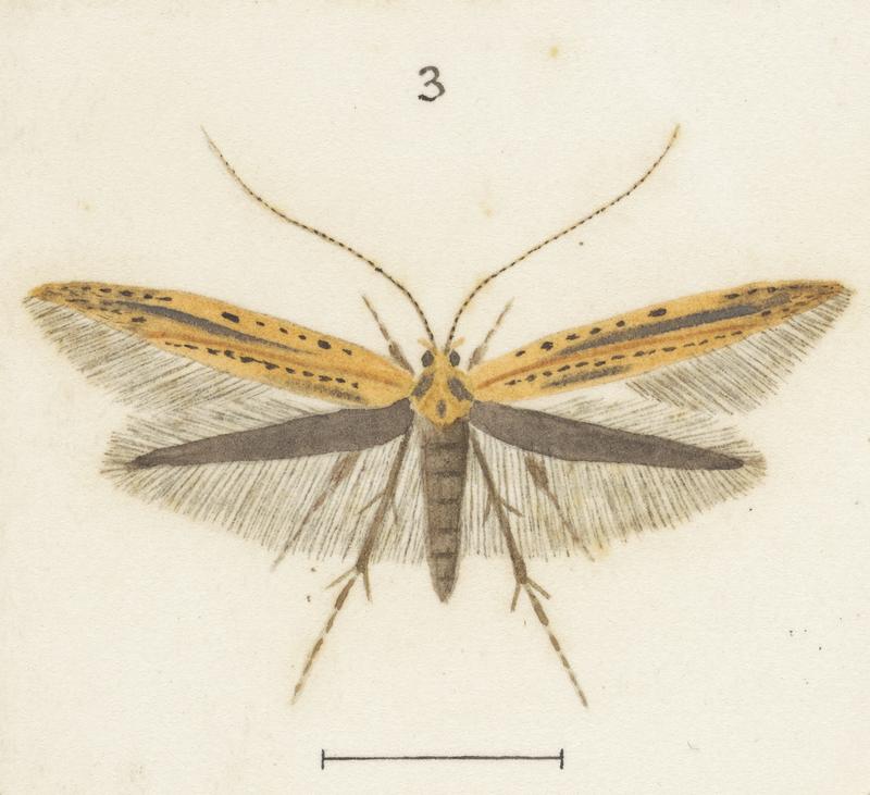 Plate XXXV. The butterflies and moths of New Zealand.