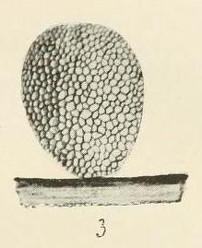 Fig 3 Transactions and proceedings of NZ Instutite v46 Pl. I (cropped)