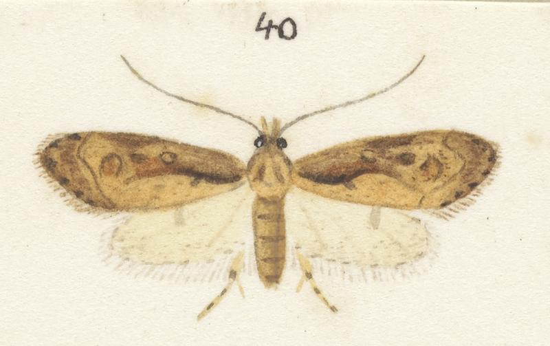 Plate XXV. The butterflies and moths of New Zealand.