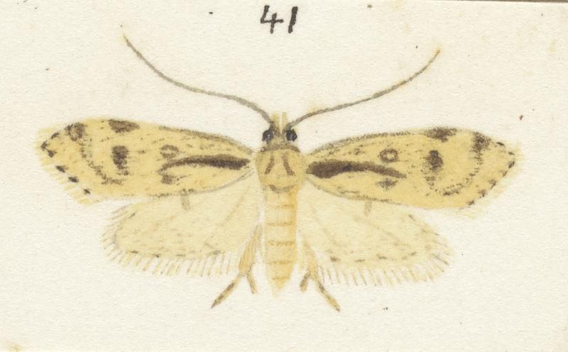 Plate XXV. The butterflies and moths of New Zealand.
