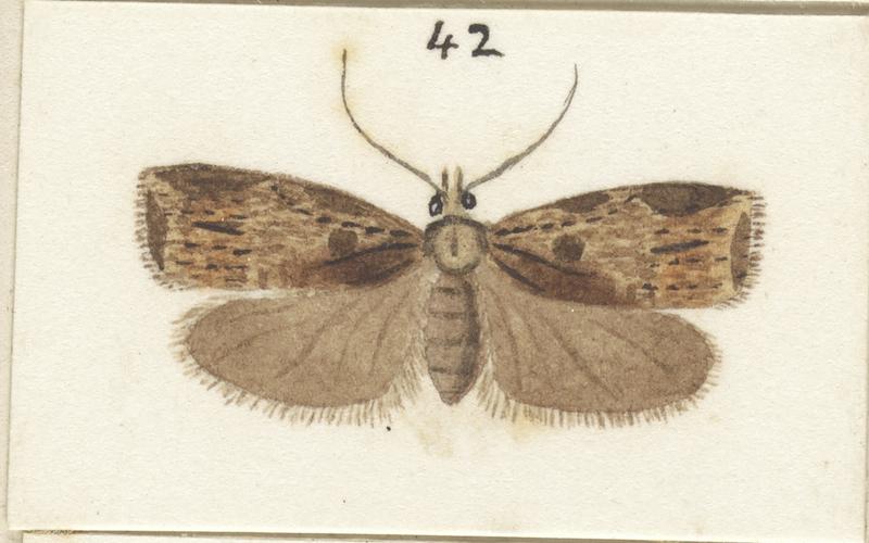 Plate XXV. The butterflies and moths of New Zealand.