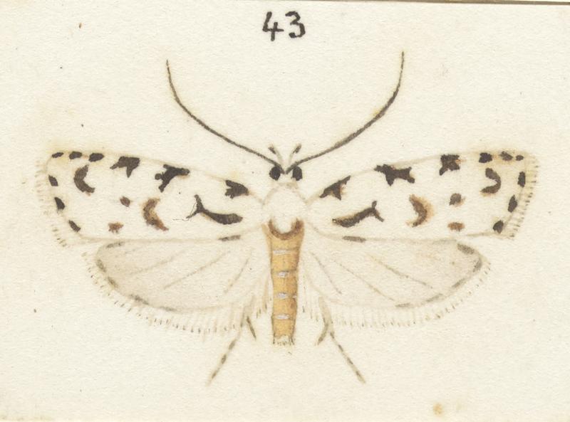 Plate XXV. The butterflies and moths of New Zealand.