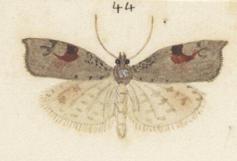 Plate XXV. The butterflies and moths of New Zealand.
