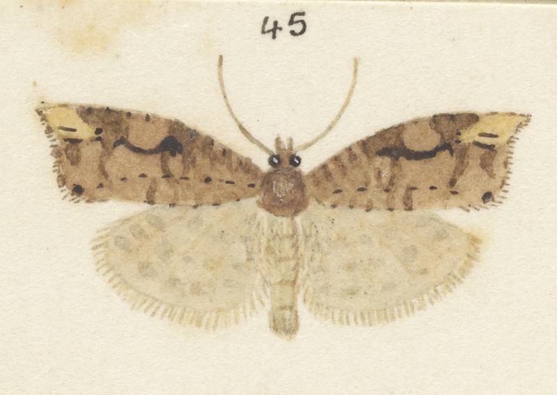Plate XXV. The butterflies and moths of New Zealand.