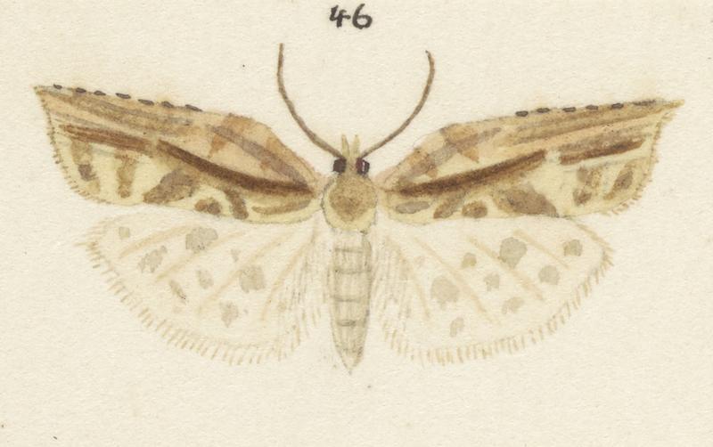 Plate XXV. The butterflies and moths of New Zealand.