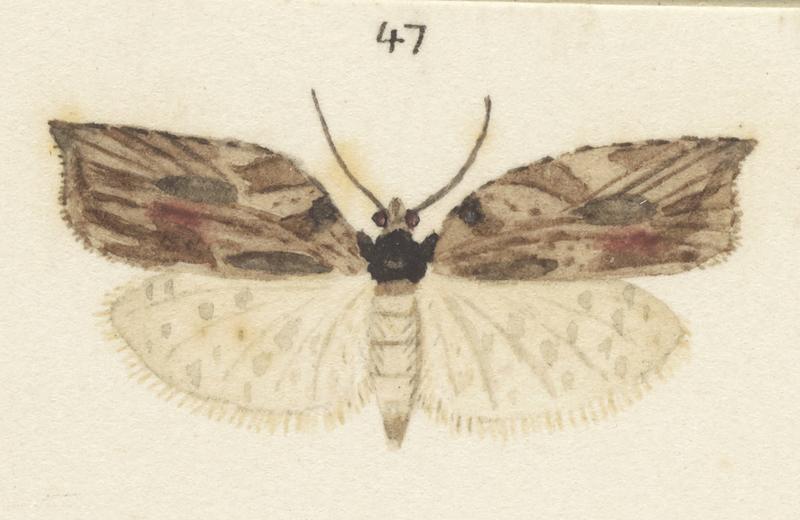 Plate XXV. The butterflies and moths of New Zealand.