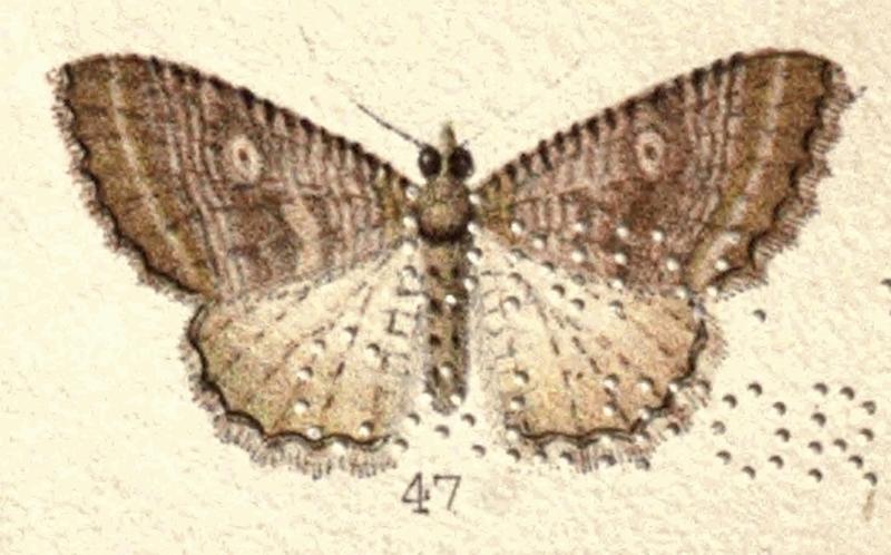 Fig 47 Pl. 6 NZ Moths and Butterflies (1898) (cropped)