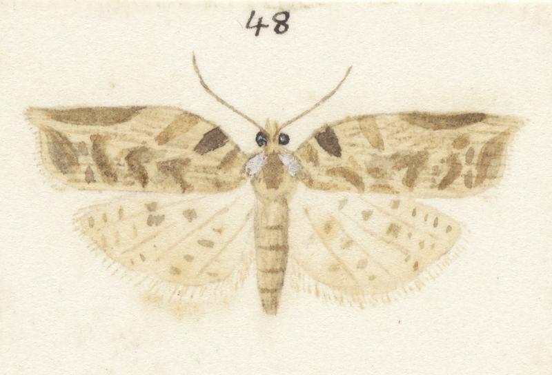 Plate XXV. The butterflies and moths of New Zealand.