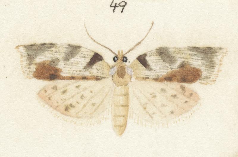 Plate XXV. The butterflies and moths of New Zealand.
