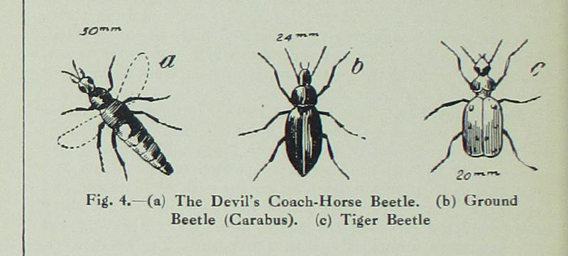 Fig 4 - (a) The Devil's Coach-Horse Beetle, (b) Ground Beetle (Carabus), (c) Tiger Beetle