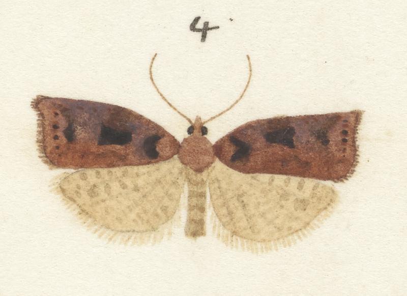 Plate XXV. The butterflies and moths of New Zealand.