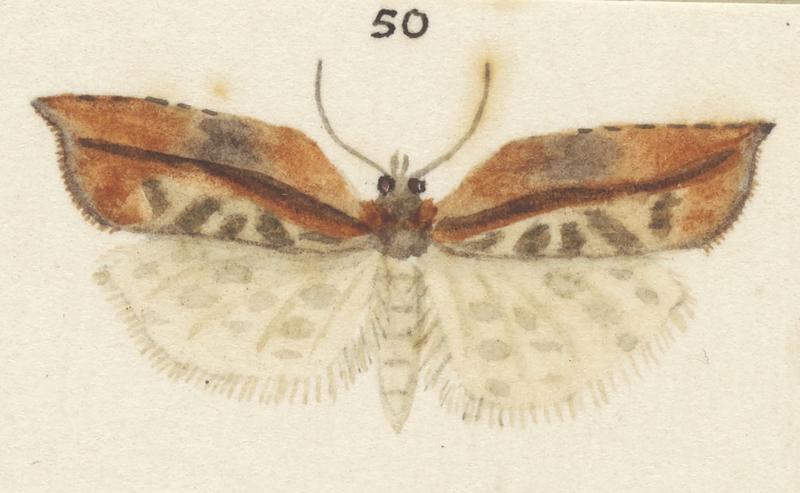 Plate XXV. The butterflies and moths of New Zealand.