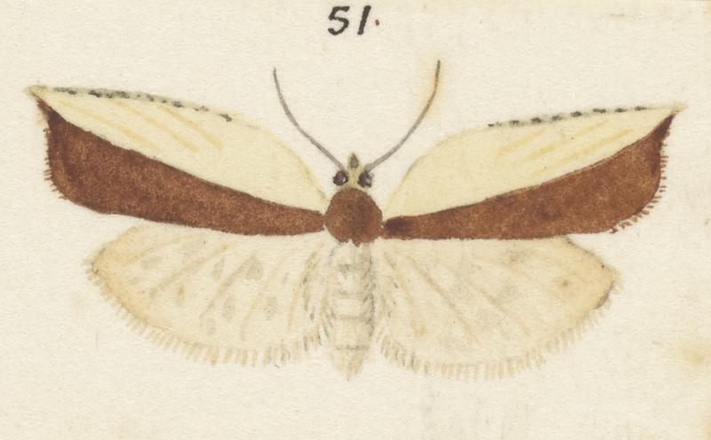 Plate XXV. The butterflies and moths of New Zealand.