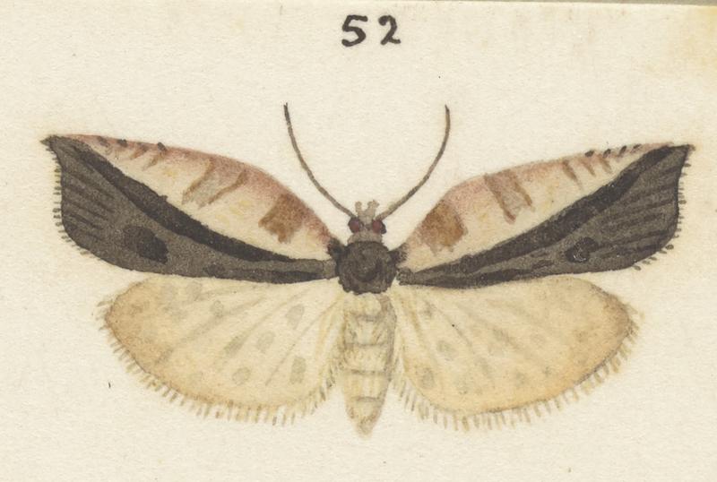 Plate XXV. The butterflies and moths of New Zealand.