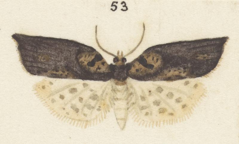 Plate XXV. The butterflies and moths of New Zealand.