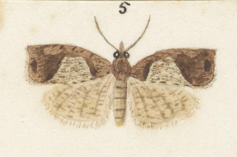 Plate XXV. The butterflies and moths of New Zealand.