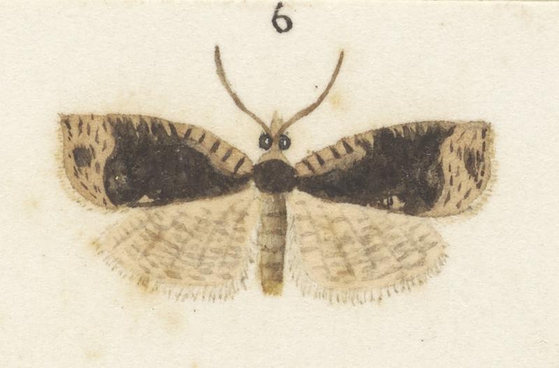 Plate XXV. The butterflies and moths of New Zealand.