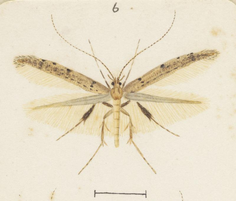 Plate XXXV. The butterflies and moths of New Zealand.