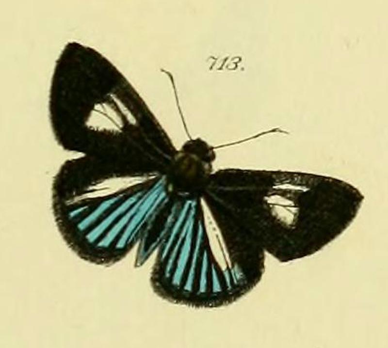 Fig 713 Plate 614 Zuträge zur Sammlung exotischer Schmetterlinge