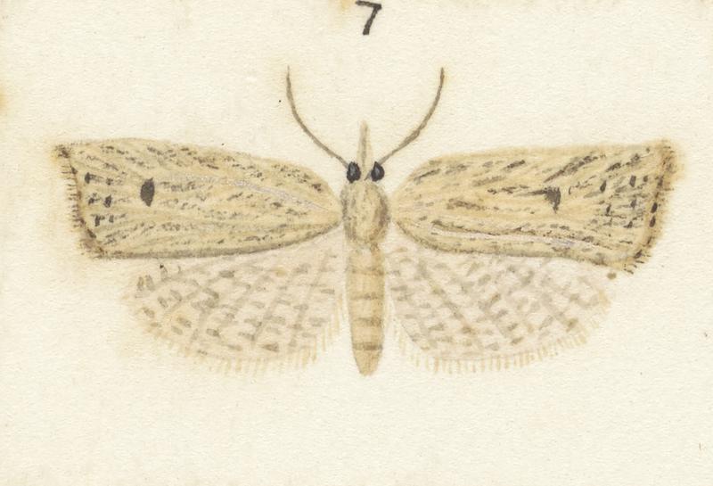 Plate XXV. The butterflies and moths of New Zealand.