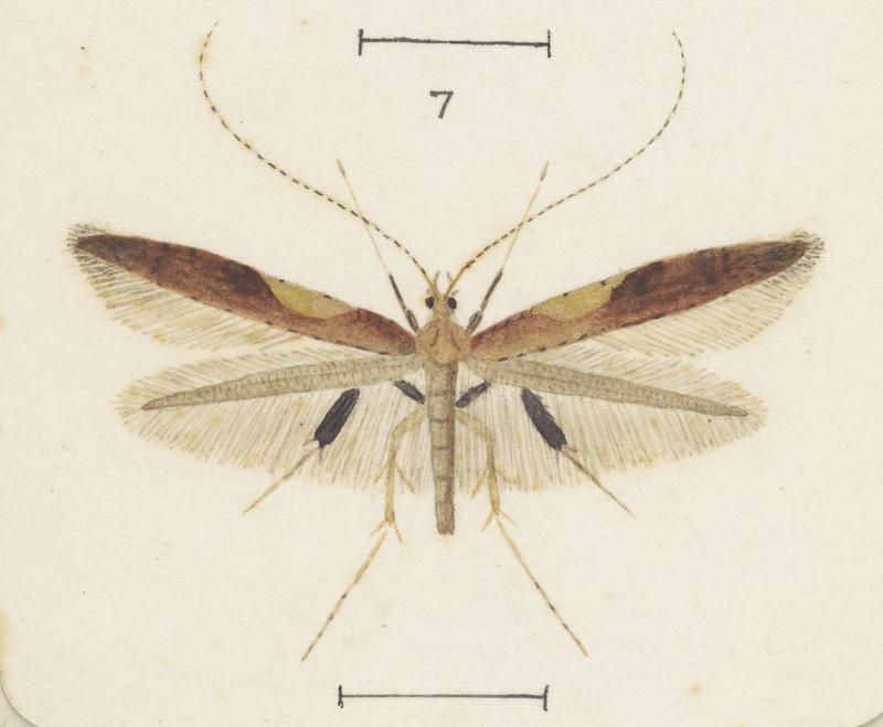 Plate XXXV. The butterflies and moths of New Zealand.