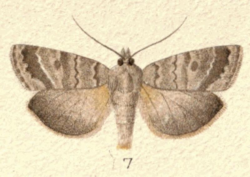 Fig 7 New Zealand Moths and Butterflies (1898) 04 (cropped)