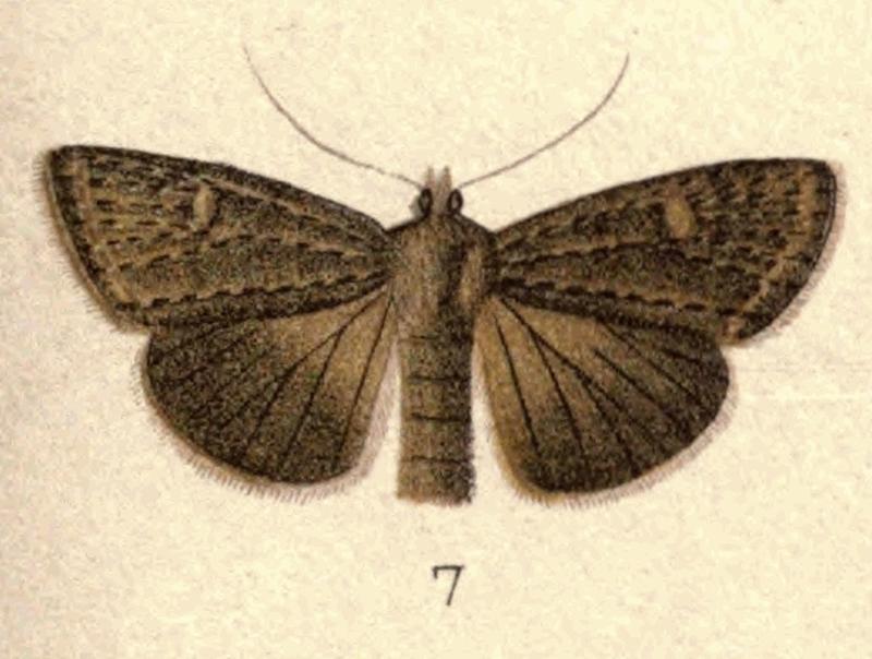 Fig 7 New Zealand Moths and Butterflies (1898) 05 (cropped)