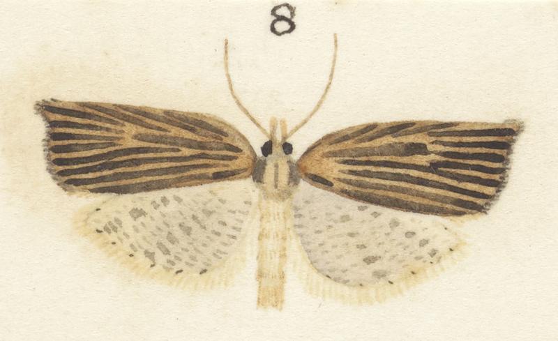 Plate XXV. The butterflies and moths of New Zealand.