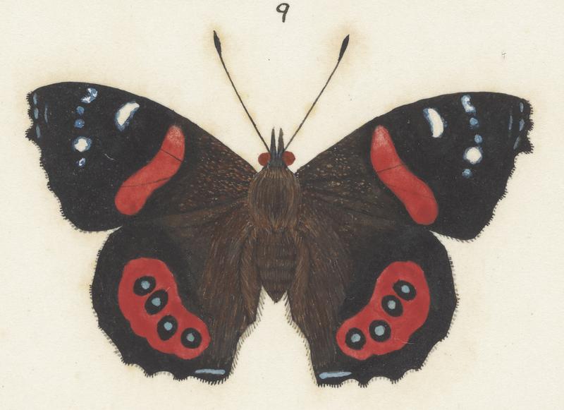 Plate IV. The butterflies and moths of New Zealand.