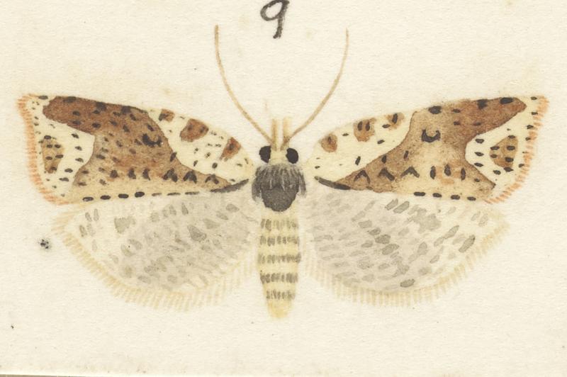 Plate XXV. The butterflies and moths of New Zealand.