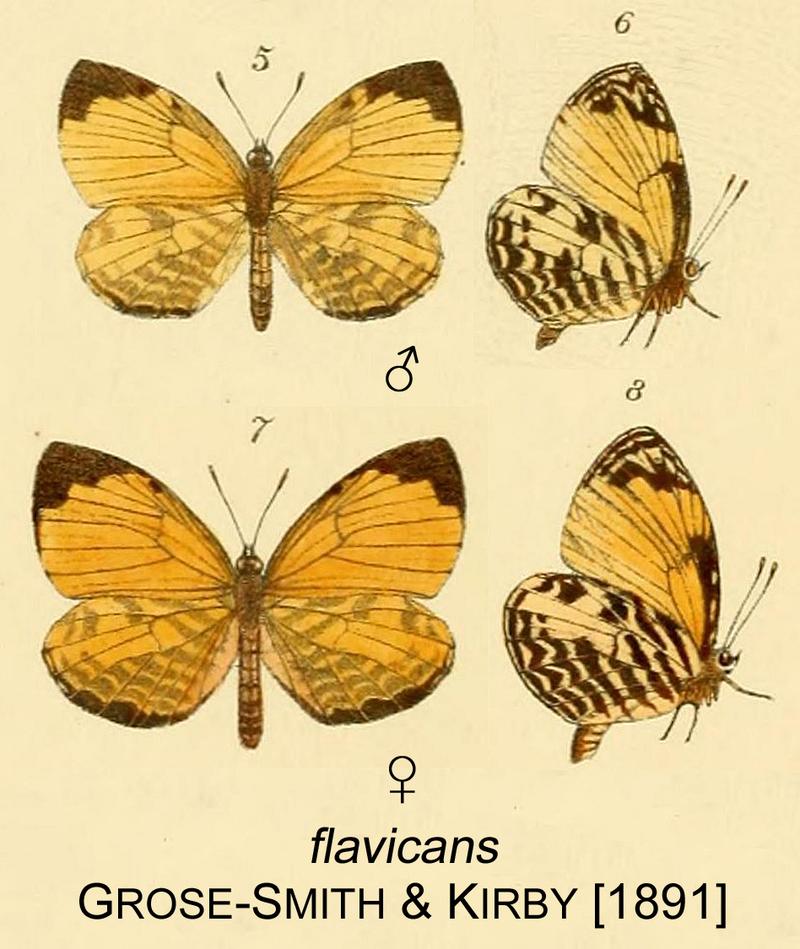 flavicans from original description