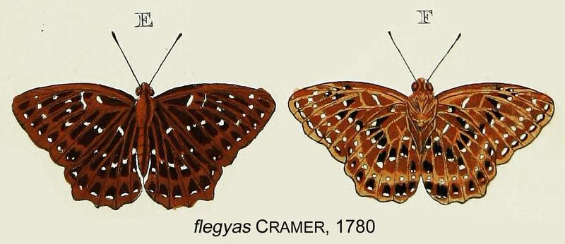 Papilio flegyas from original description