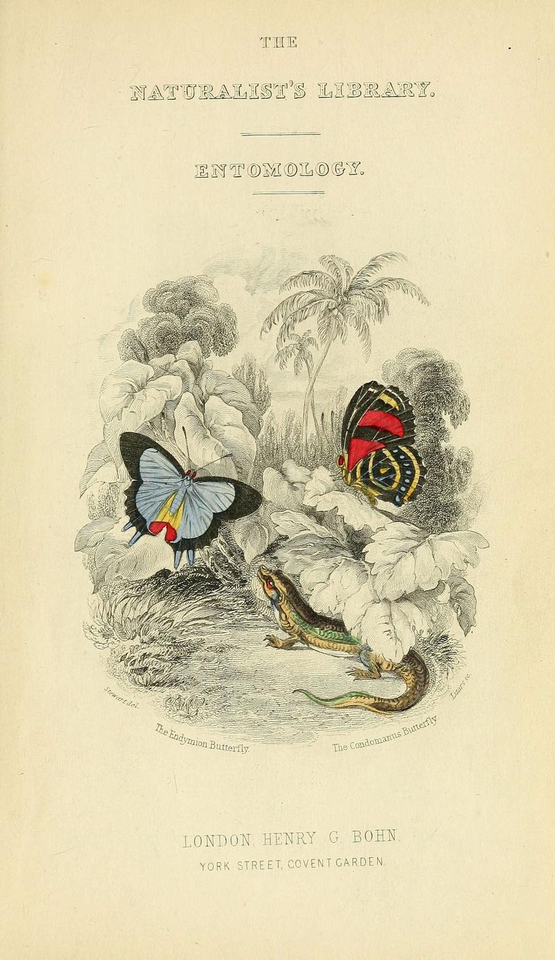 Foreign butterflies (Cover Page) (6045541411)