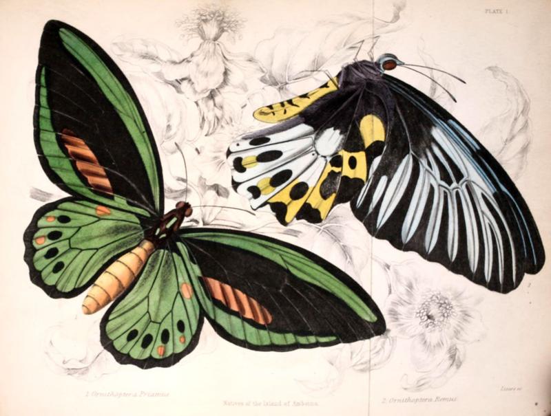 Foreign butterflies (Plate 1) (6046090594)