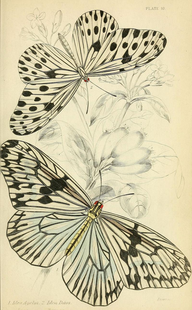 Foreign butterflies (Plate 10) (6045545687)