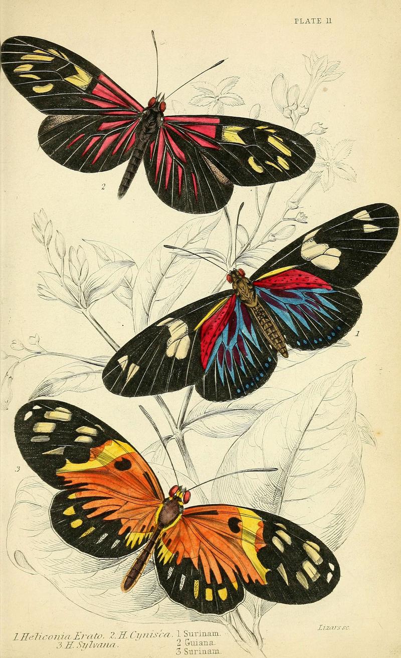 Foreign butterflies (Plate 11) (6046094934)