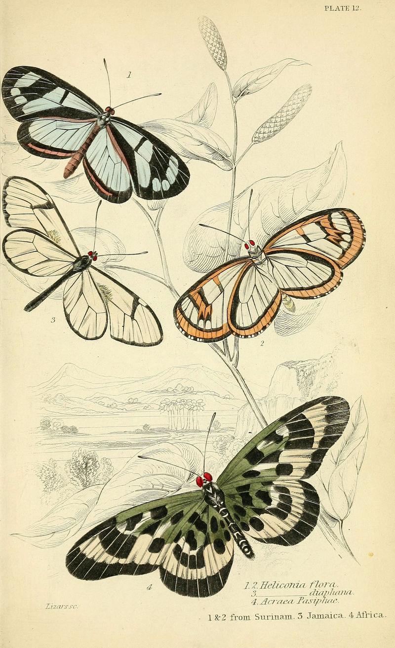 Foreign butterflies (Plate 12) (6045546399)