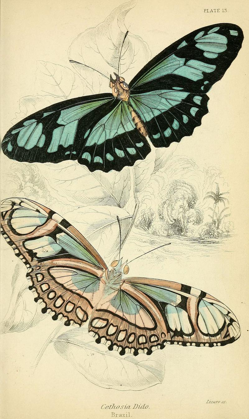 Foreign butterflies (Plate 13) (6046095804)