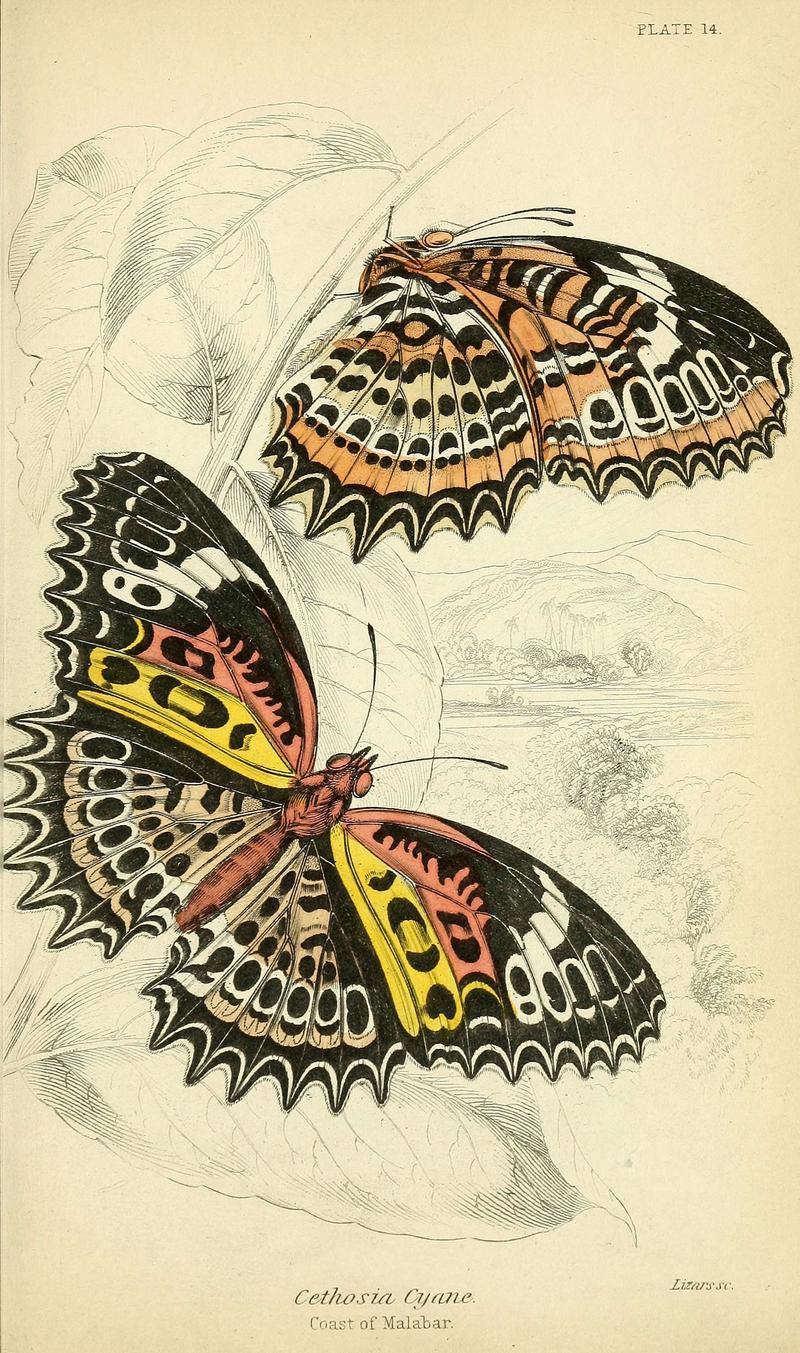 Foreign butterflies (Plate 14) (6045547307)